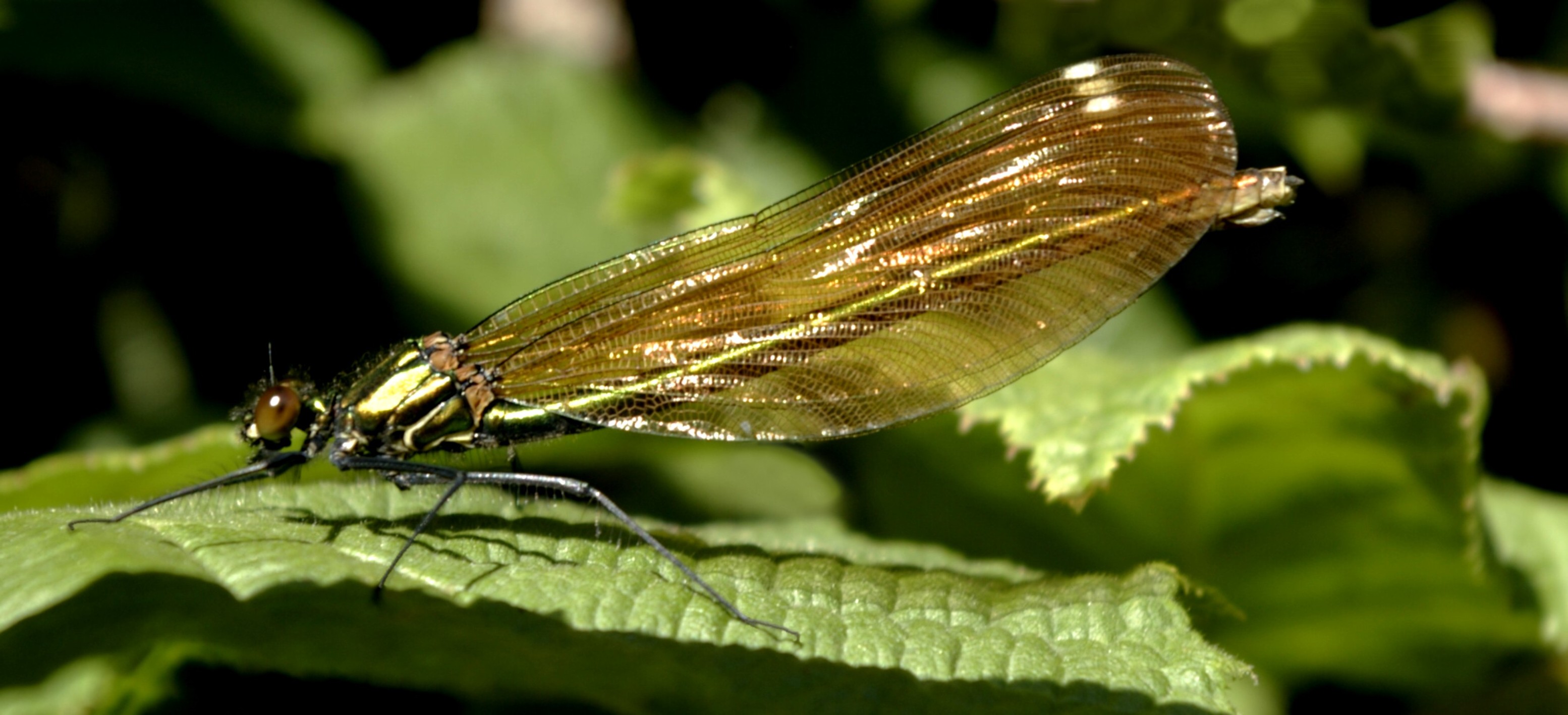 BANDED DEMOISELLE Bill Bagley Photography